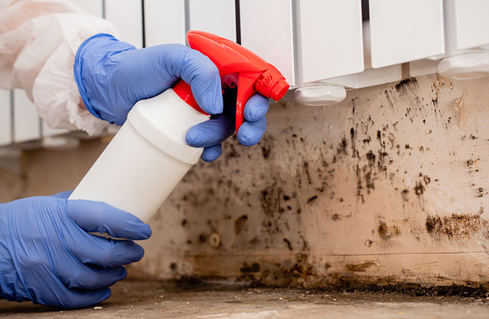 Mold removal Services