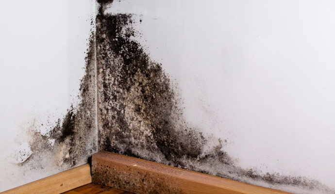does your house have mold