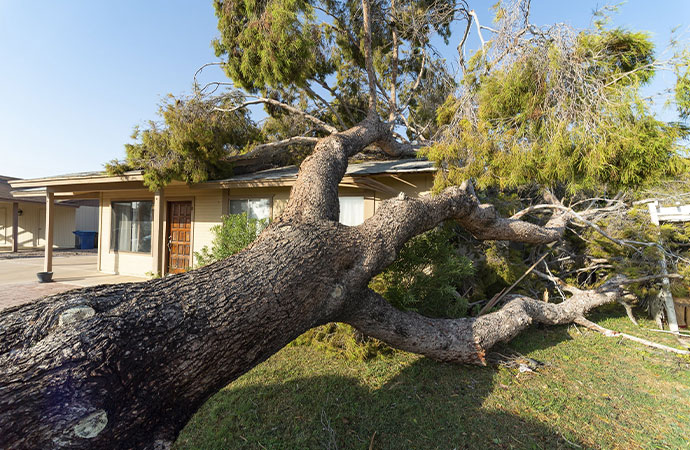 storm tossed tree impales a house roof